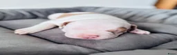Staffordshire Bull Terrier dogs for sale: Staffordshire bull terrier puppies in Worksop - Advert 19