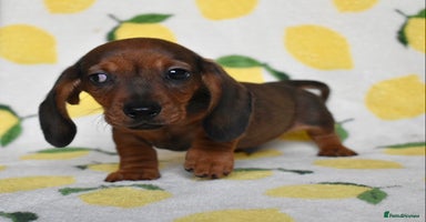 Miniature Dachshund dogs - Advert 10