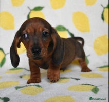 Miniature Dachshund dogs - Advert 9