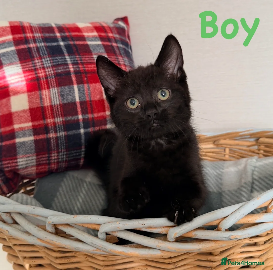 Mixed Breed cats for sale: 🐾❤️ Ragdoll X Shorthair Kittens ❤️🐾 - Advert 2