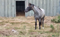 Arabian horse horses for sale: 2 yr old blue roan colt. Arab x welsh. Quick sale - Image 6