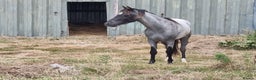 Arabian horse horses for sale: 2 yr old blue roan colt. Arab x welsh. Quick sale - Advert 6