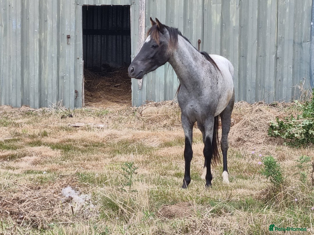 Arabian horse horses for sale: 2 yr old blue roan colt. Arab x welsh. Quick sale - Image 6