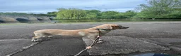 Labrador Retriever dogs for sale: Trained 12 month old male Labrador  - Advert 6