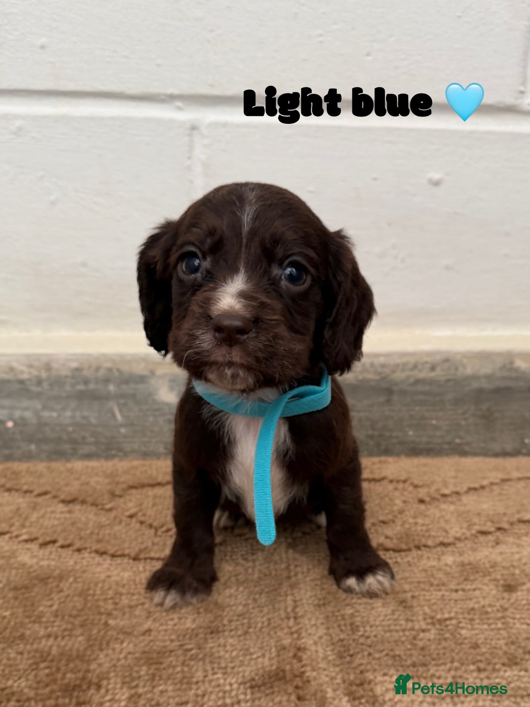 Cocker Spaniel dogs for sale: Beautiful cocker spaniel pups for sale! - Advert 4