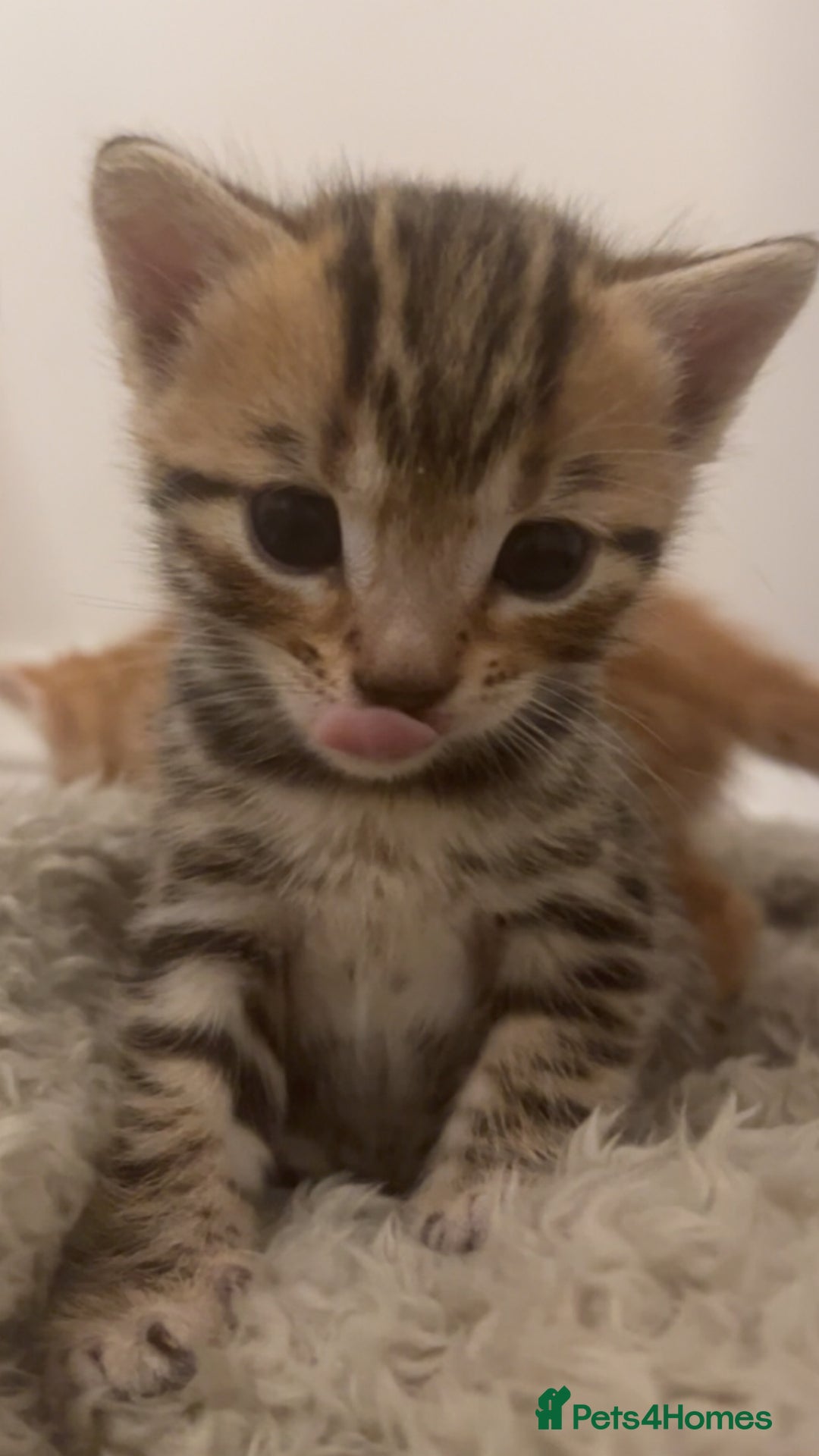 Bengal cats for sale: 🧡🖤Cinnamon & Smokey bengals🖤🧡 - Image 13