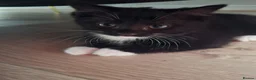 Mixed Breed cats for sale: 2 black kittens are looking for forever home - Advert 7
