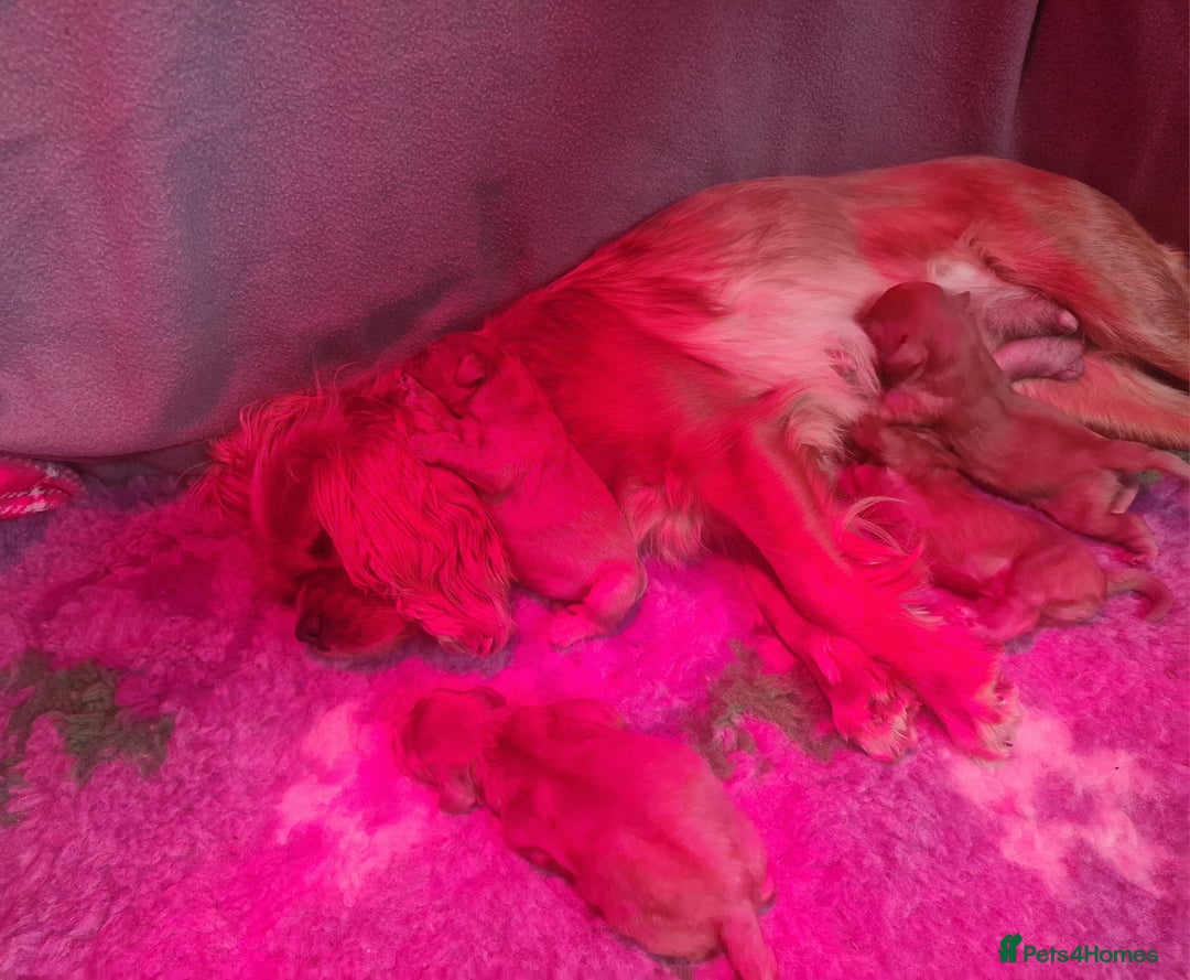Cavapoo dogs for sale: Beautiful F1 Cavapoo puppies - Image 12