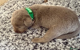 Labrador Retriever dogs for sale: Beautiful silver and charcoal labradors  - Image 16