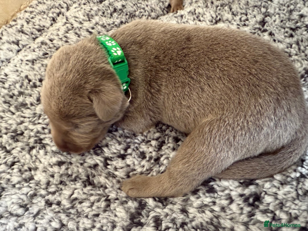 Labrador Retriever dogs for sale: Beautiful silver and charcoal labradors  - Image 16