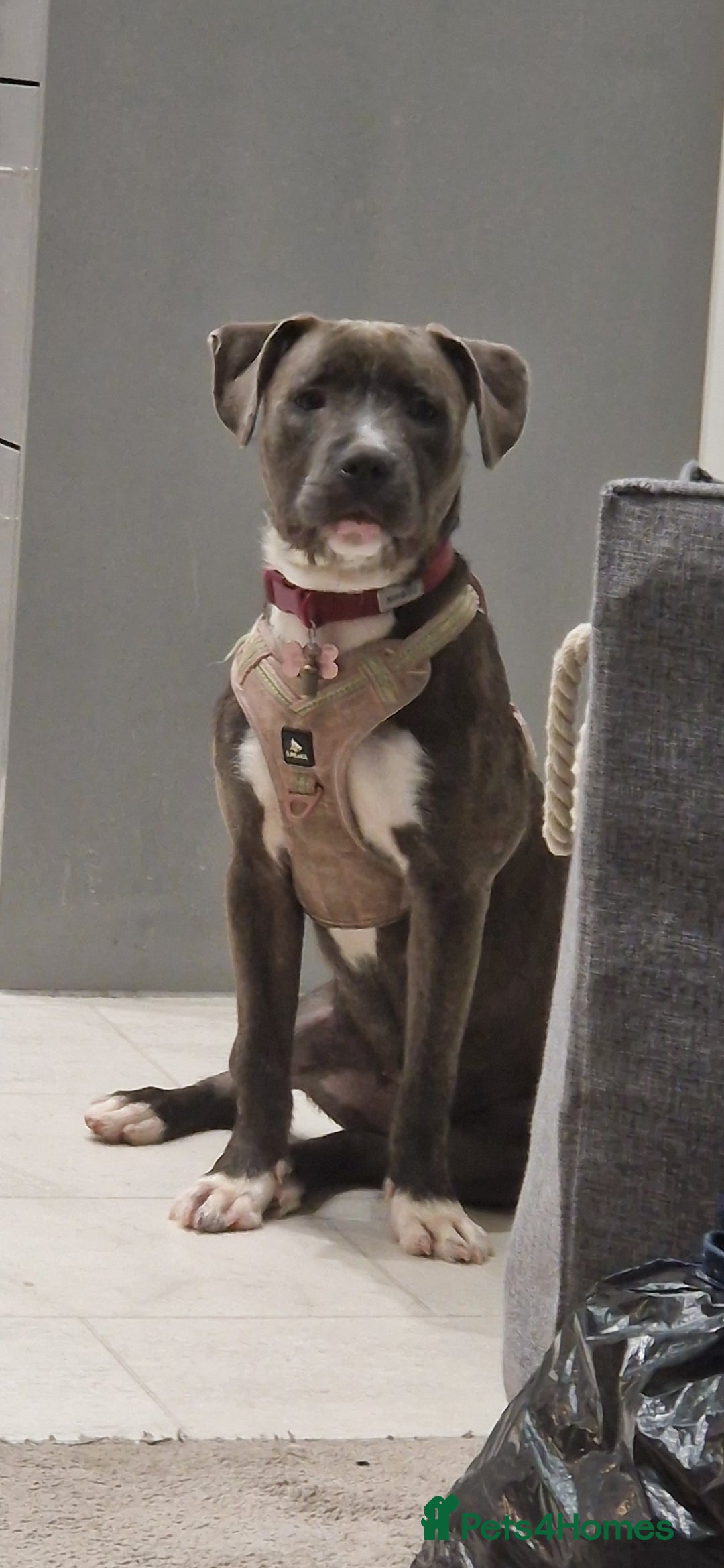 Mixed Breed dogs Free  - Advert 1