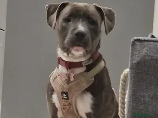 Mixed Breed dogs Free - Advert 5