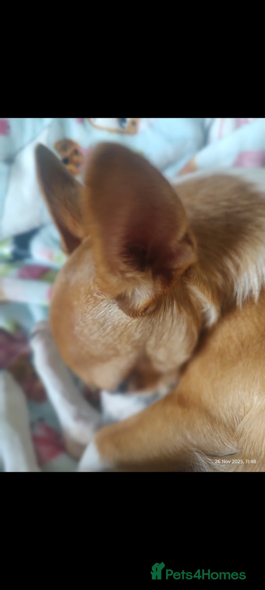 Chihuahua dogs for sale: Peanut and Lil Bear  - Advert 2