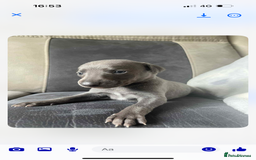 Whippet dogs for sale: Kc whippet puppies 0ne lovely blue boy available  - Image 12