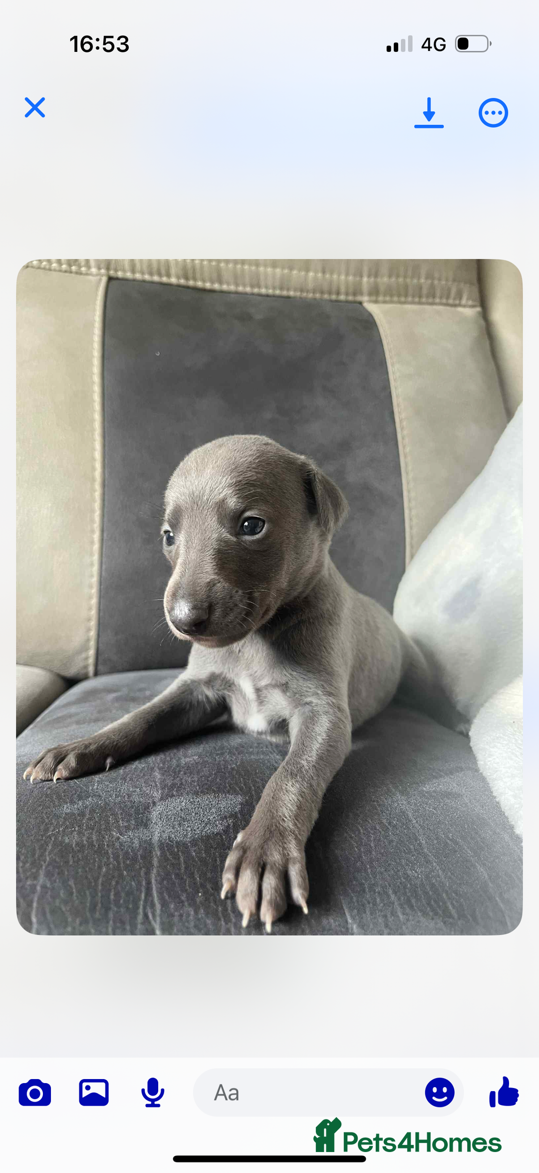 Whippet dogs for sale: Kc whippet puppies 0ne lovely blue boy available  - Image 12