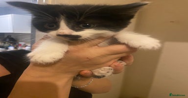 Mixed Breed cats Long haired mixed breed - Advert 3