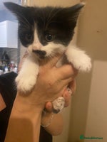 Mixed Breed cats Long haired mixed breed - Advert 4