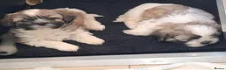 Shih Tzu dogs for sale: Gorgeous Shih tzu puppies! - Advert 4