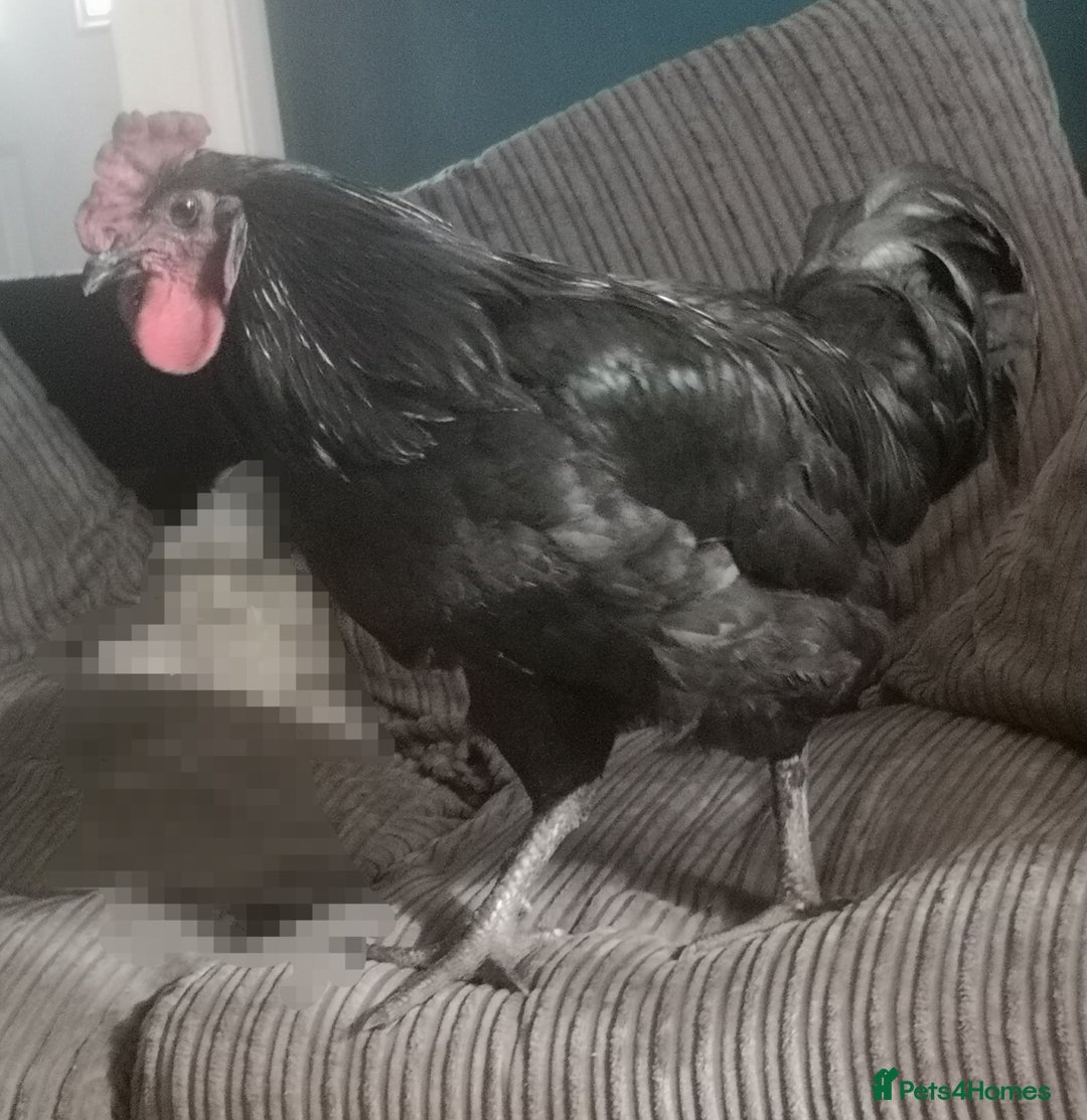 Chickens poultry for sale: Jersey giant male free - Advert 1
