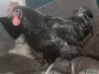 Chickens poultry Jersey giant male free - Advert 16