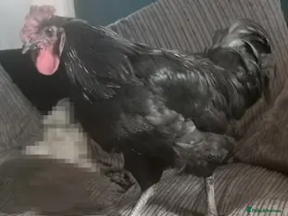 Chickens poultry Jersey giant male free - Advert 19