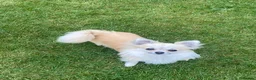 Chihuahua dogs for sale: CHIHUAHUA LONG COAT SABLE & WHITE - Advert 3