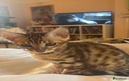 Bengal cats for sale: Beautiful bengal looking for new home - Image 3