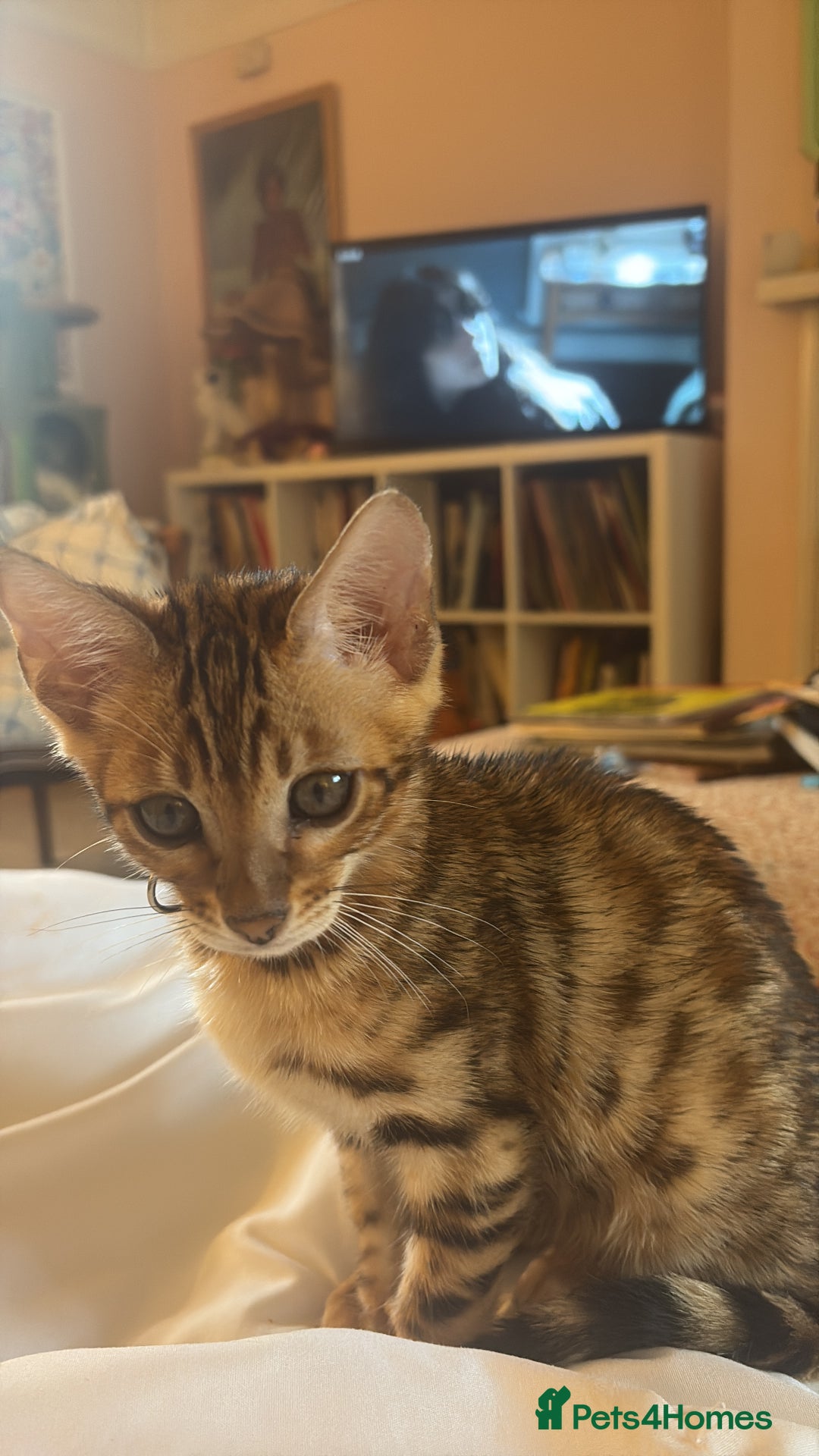 Bengal cats for sale: Beautiful bengal looking for new home - Image 3