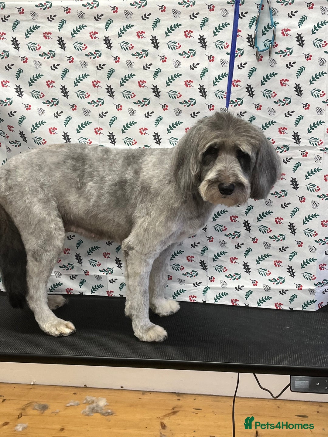 Bordoodle dogs for sale: BORDOODLE  adult neutered female  - Advert 9