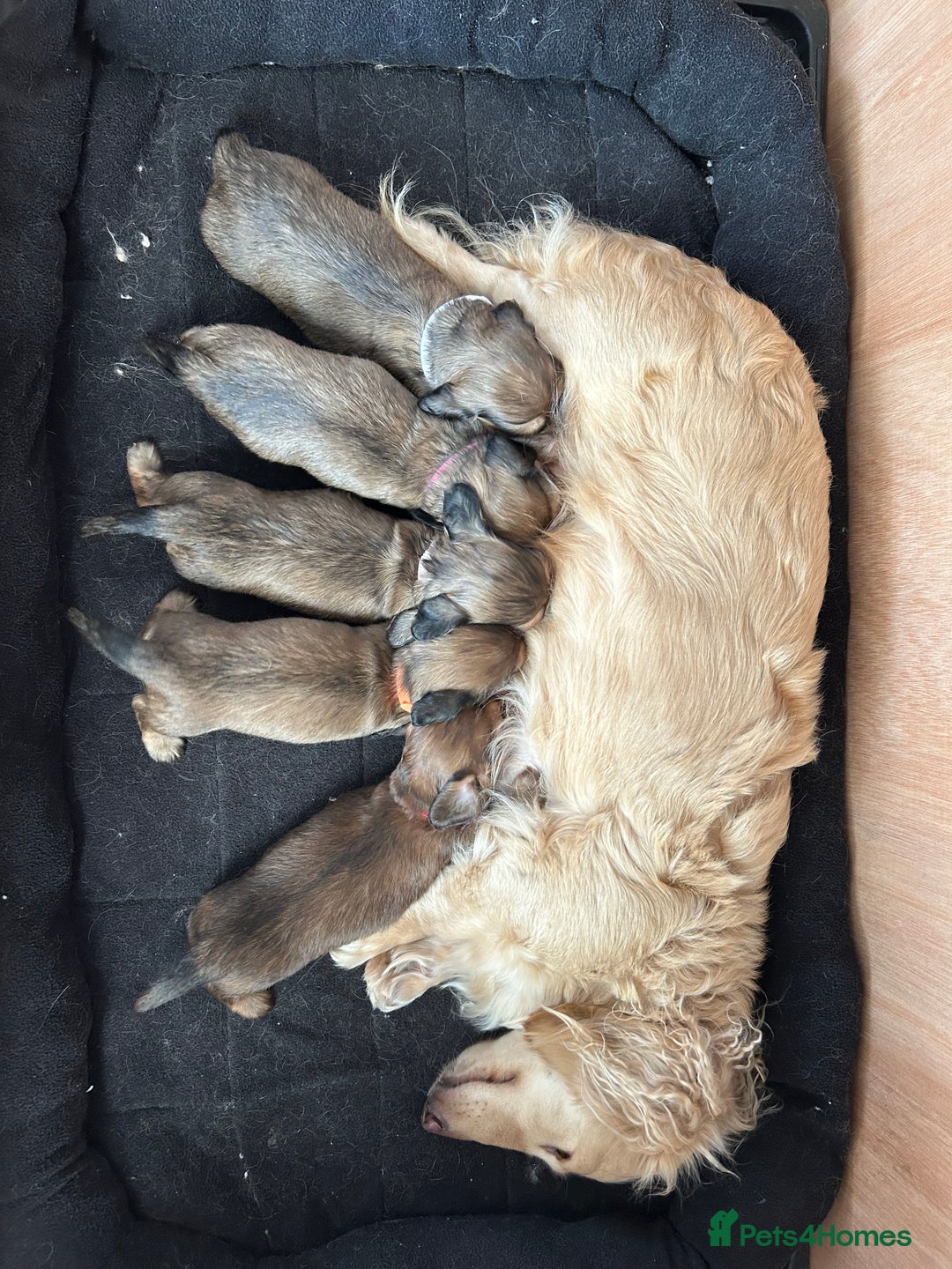 Miniature Dachshund dogs for sale: Mini L/H Dachshund female only - Image 1