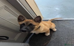 Mixed Breed dogs for sale: American Akita cross Belgian Malinois  - Image 3