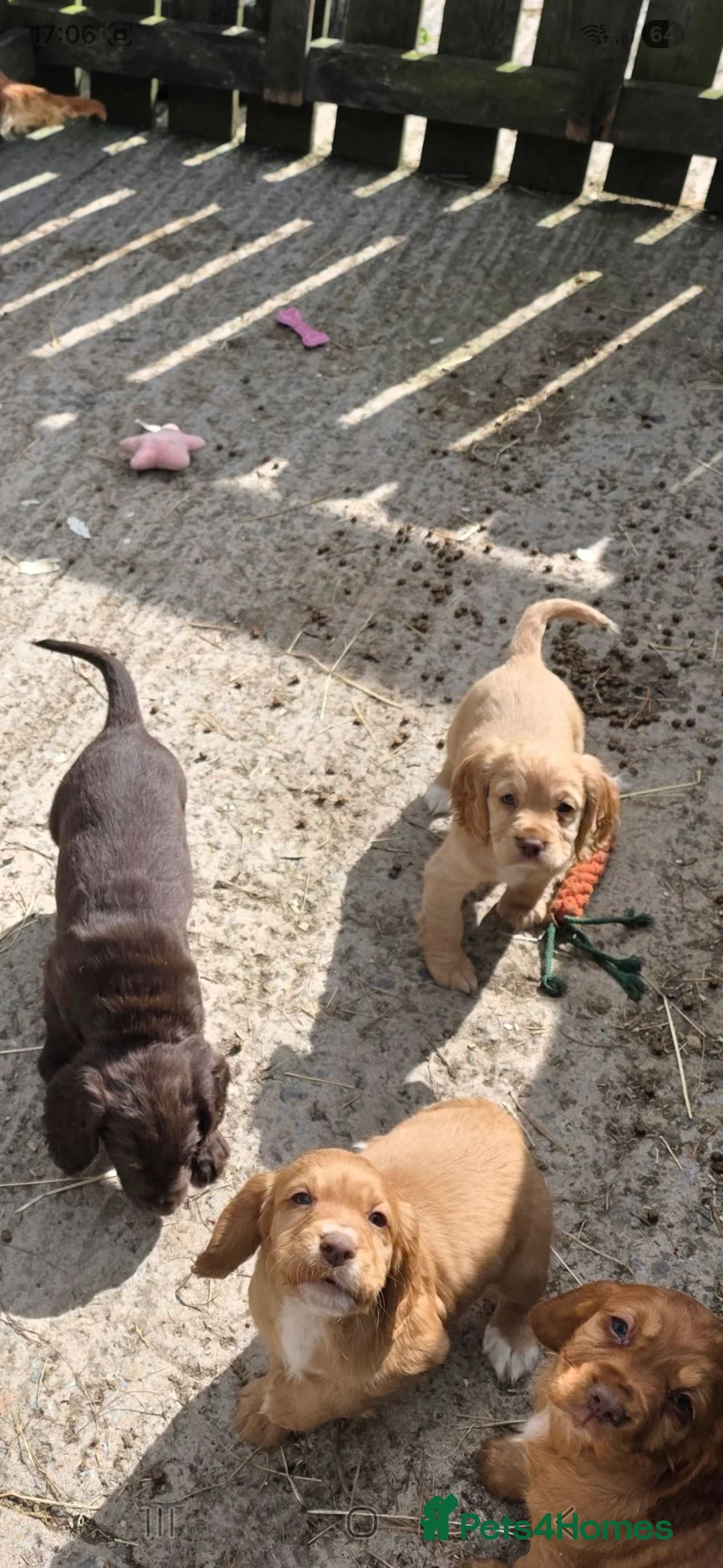 Cocker Spaniel dogs for sale: Cocker Spaniel puppies, ready to leave weekend - Advert 6