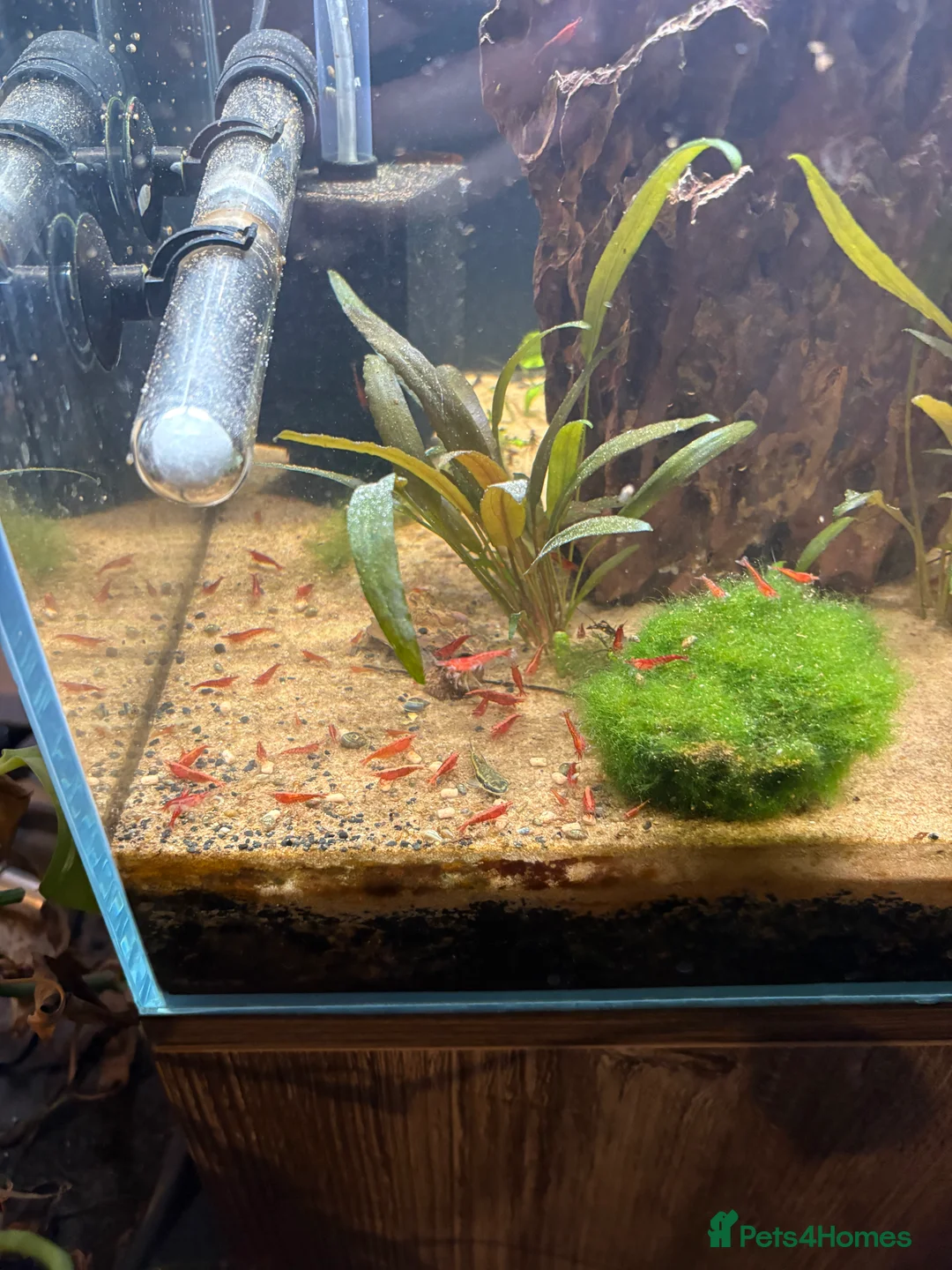 Shrimps fish for sale: Red Cherry Shrimp Good colour - Advert 1