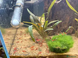 Shrimps fish Red Cherry Shrimp Good colour - Advert 1