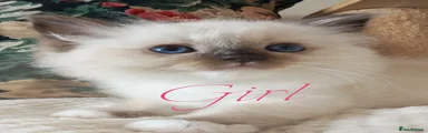 Ragdoll 2
