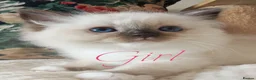 Ragdoll cats for sale: GCCF REGISTERED BEAUTIFUL RAGDOLLS KITTENS  - Advert 30