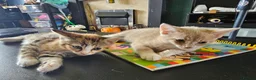 Mixed Breed cats for sale: 4 adorable female kittens for sale  - Advert 26