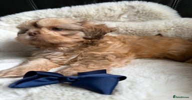 Shih Tzu dogs - Advert 9