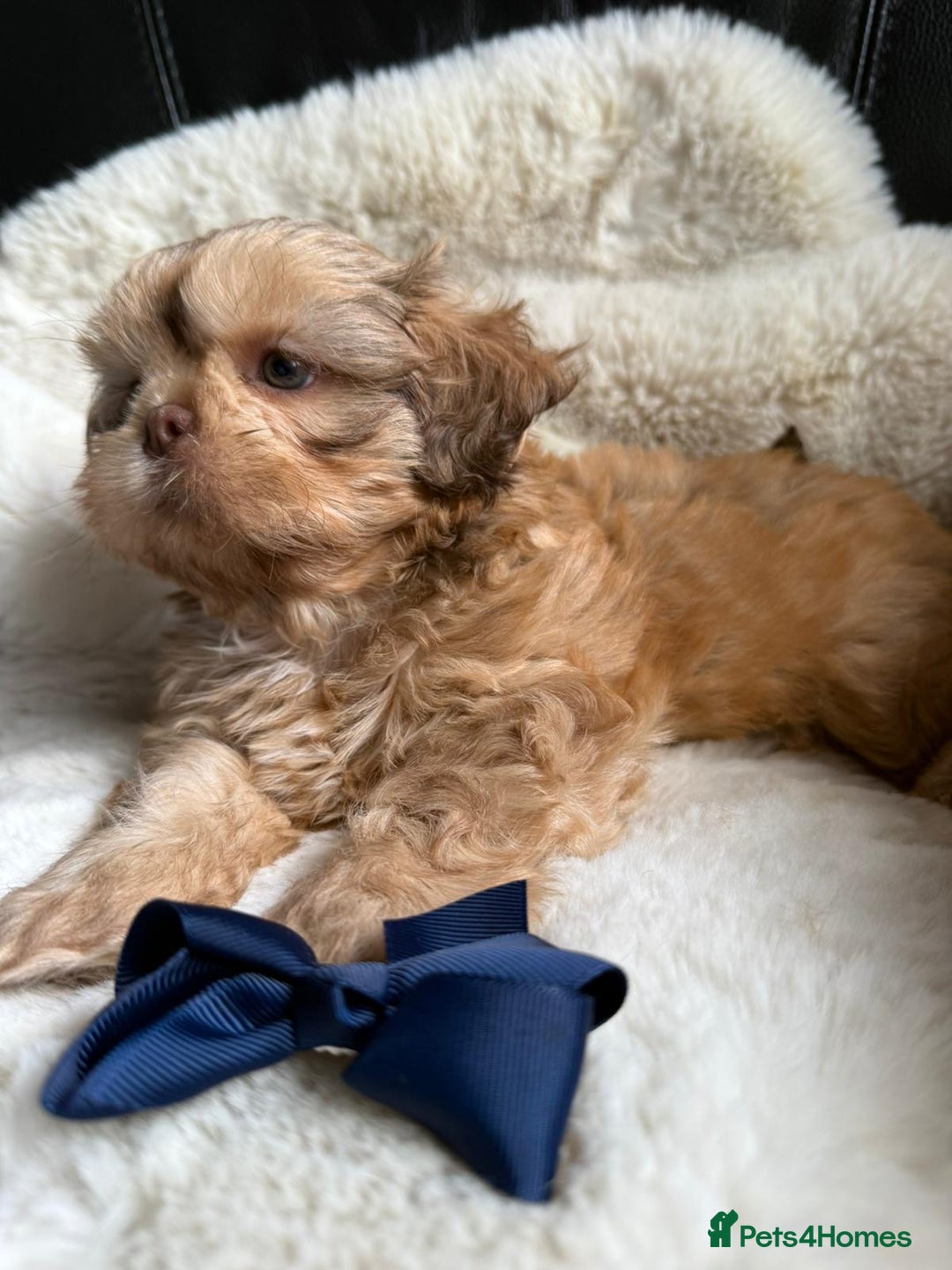 Shih Tzu dogs for sale: 4 imperial shih Tzu beautiful boys  - Image 3