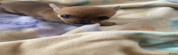 Chihuahua dogs for sale: Adorable Chihuahua Puppy “ Girl “ Fawn/White - Advert 11