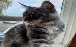 Maine Coon cats for sale: GCCF Pedigree Russian line Maine Coon - Advert 4