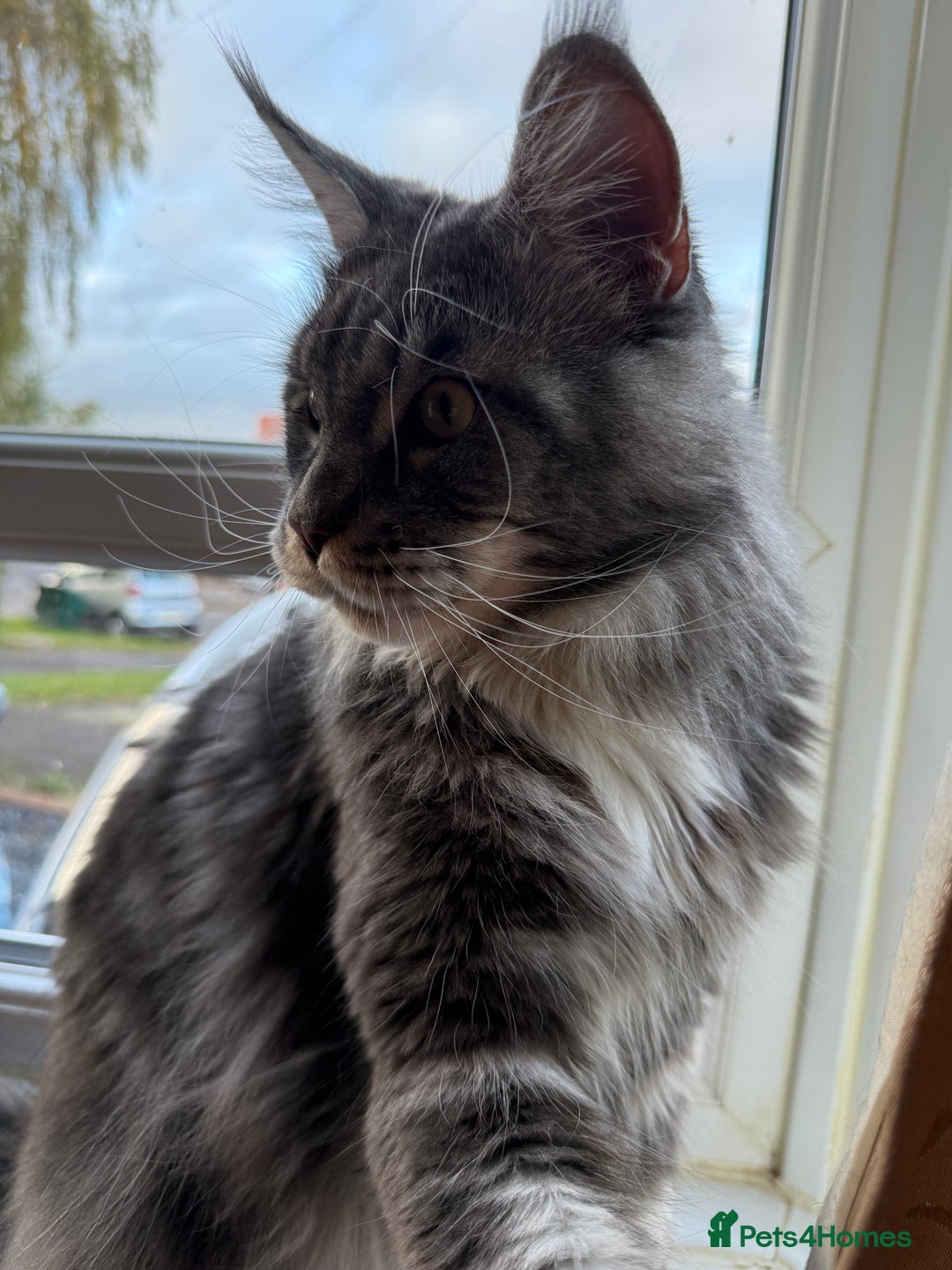 Maine Coon cats for sale: GCCF Pedigree Russian line Maine Coon - Advert 4