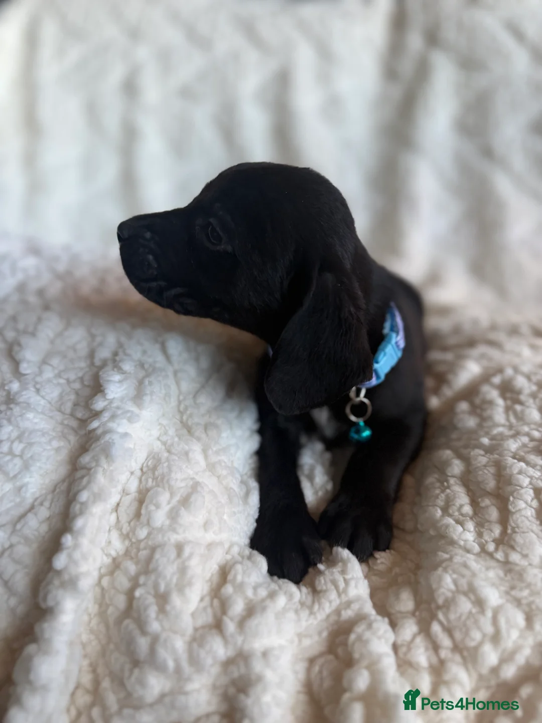 Mixed Breed dogs for sale: 9 playful beagledoor  - Advert 4