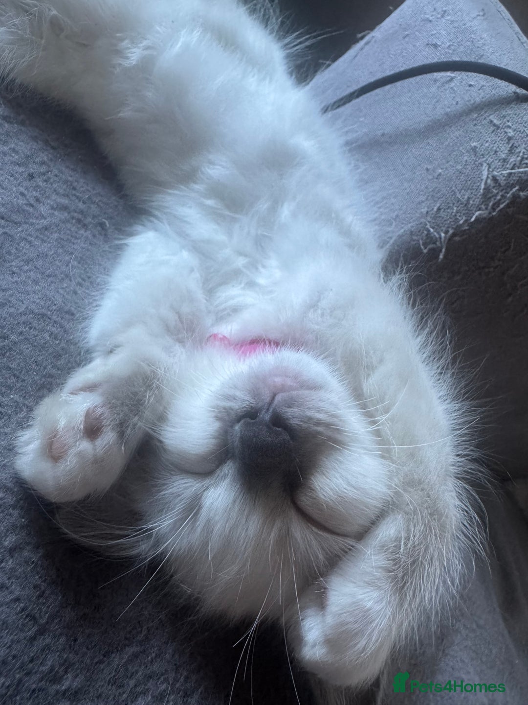 Ragdoll cats for sale: 3 Female Purebred Ragdoll Kittens - Image 8