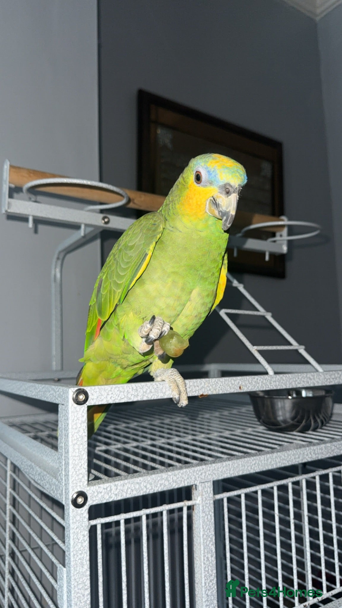 Parrots birds Blue headed semi talking and tamed Amazon parrot - Advert 1