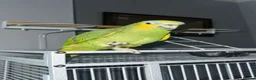 Parrots birds for sale: Blue headed semi talking and tamed Amazon parrot in Bradford - Advert 1