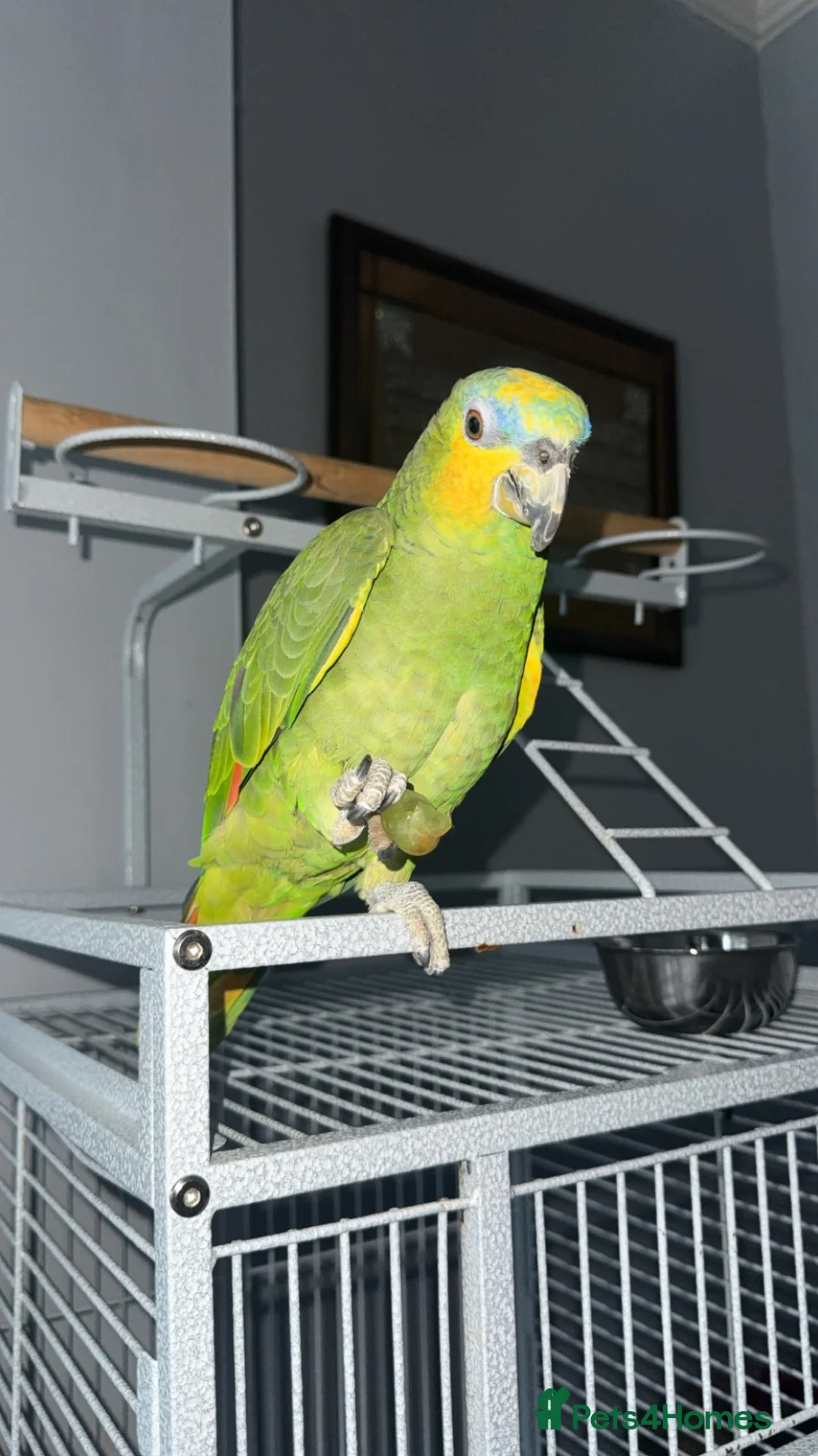 Parrots birds for sale: Blue headed semi talking and tamed Amazon parrot in Bradford - Advert 1