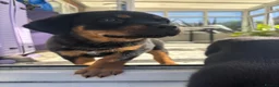 Mixed Breed dogs for sale: Rottweiler x Presa Canario - Advert 25