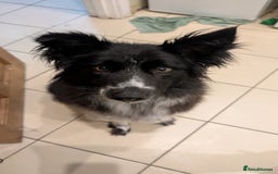 Border Collie dogs for sale: Friendly female collie - Image 3