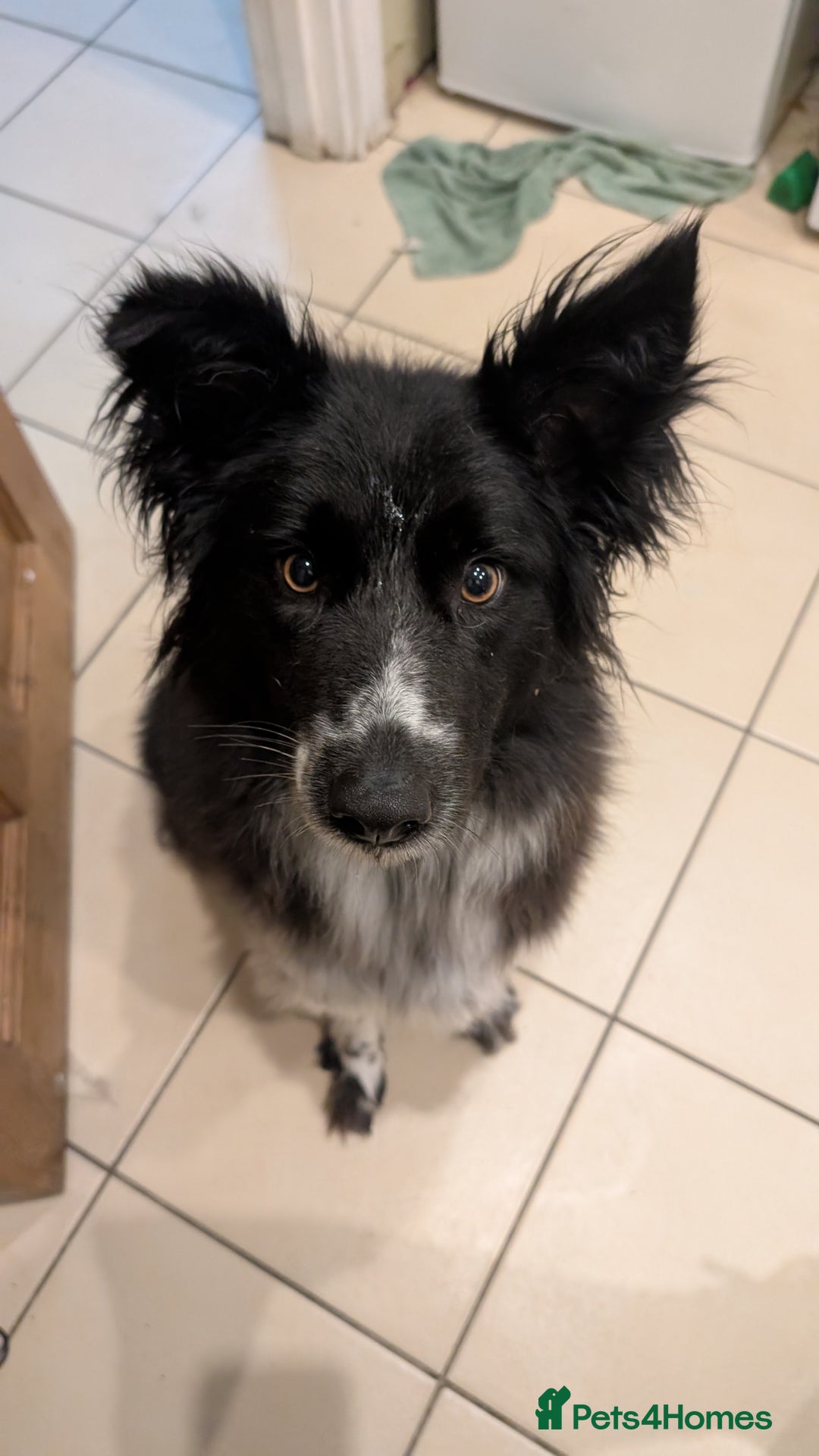 Border Collie dogs for sale: Friendly female collie - Image 3